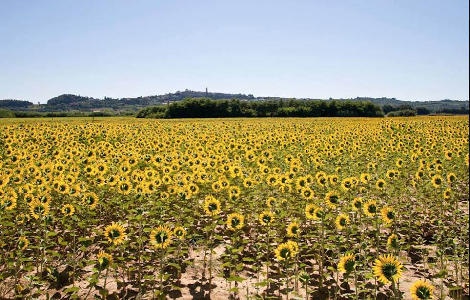 Sunflowers in Tuscany