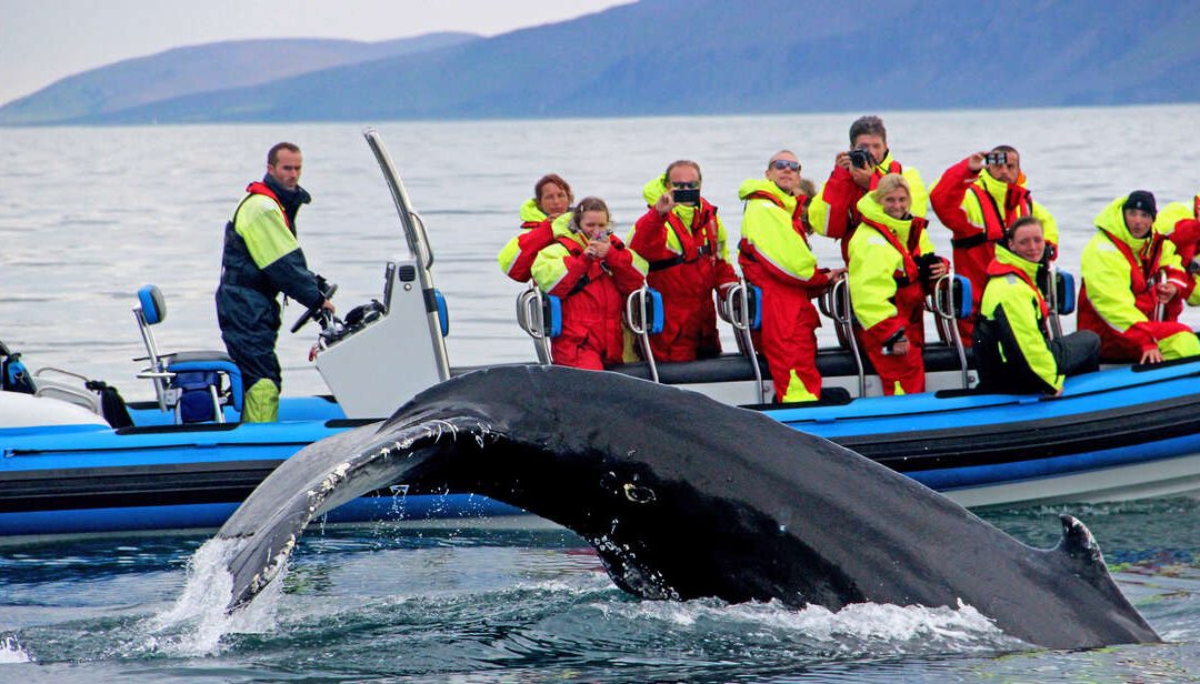 whales in Iceland