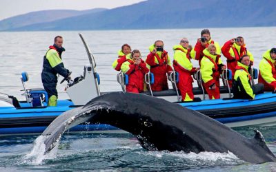Iceland is open for business!